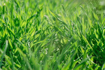 Fresh green spring grass. Background