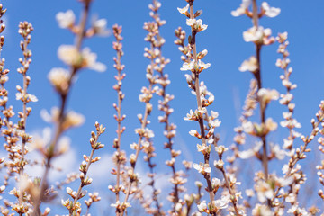 Bright branches of a blossoming tree. Clear blue sky. Warm sunny spring day