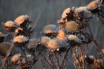 cardo de Castilla seco al atardecer pampa argentina Buenos Aires