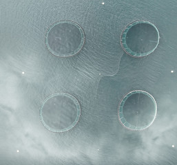 Sea fish farming in round net with floating cages in Iceland. Overhead aerial view of aquaculture salmon fishing farm enclosure