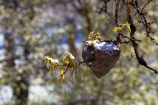 Wasp Nest with light snow cover in early spring
