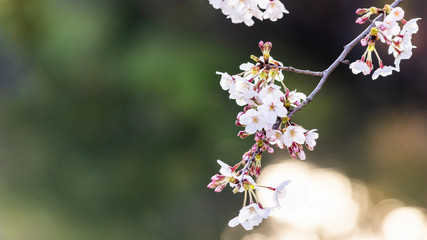 緑を背景に咲くピンクの桜