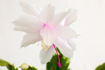Flowering Schlumbergera. A flowering Christmas cactus houseplant on a white isolated background.Сlose up
