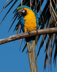 Arara-canindé; Blue-and-yellow Macaw; Ara ararauna