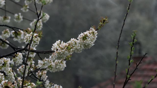 Cherry blossoms on the wind and sleet - (4K)