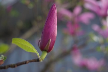lilac buds on a branch