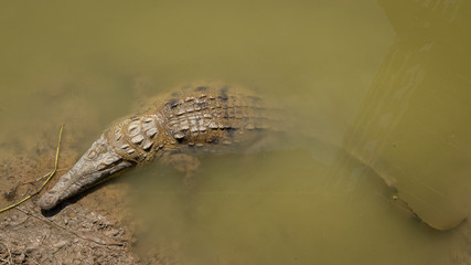 Crocodile at Isla Santay Guayaquil