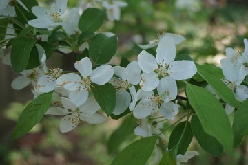 white flowers in the garden