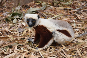 Coquerel's sifaka in Lemurs' Park, Madagascar