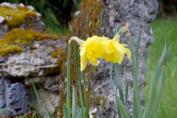 Two Daffodils 11