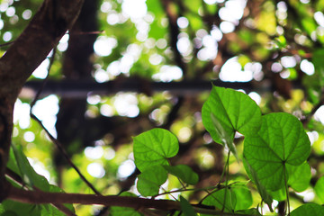 Shady tree leaves are exposed to the sun