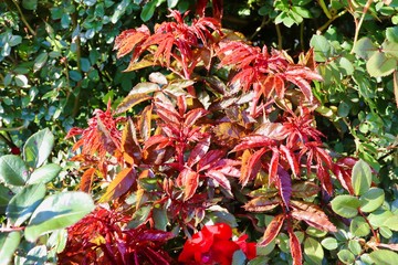 rose tree with vibrant colors