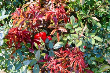red rose tree with vibrant colors