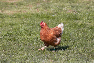 brown-red domestic chicken running quickly across a green meadow at sunset