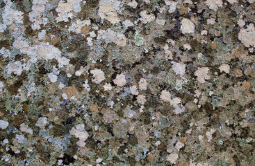 Empty flat rock face with lichen blotches.