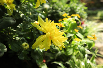 yellow flower in the morning