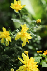 yellow flowers in the garden