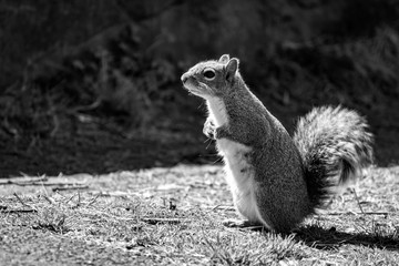 Squirrel in New York City Central Park