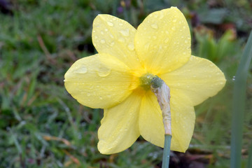 Wet Daffodil Back 02