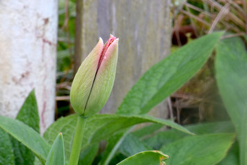 Red Highlight Tulip Bud 01