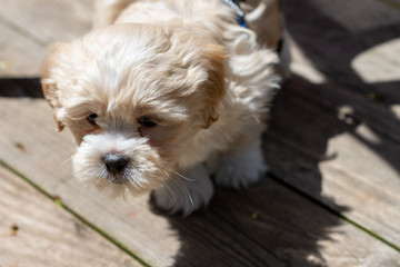 a small white bichon frise shih tzu mixed puppy sits on a wooden porch leashed in the sunlight