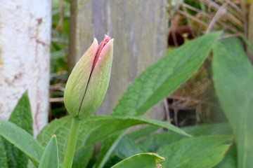 Red Highlight Tulip Bud 04