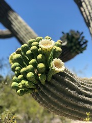 cactus in the desert © Taylor