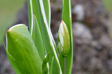 Green Stripe Tulip 02