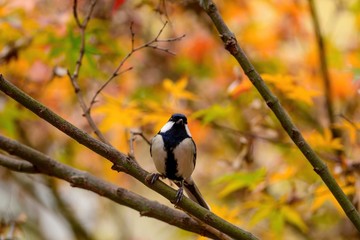 きれいに色づいたモミジをバックにポーズするシジュウカラ