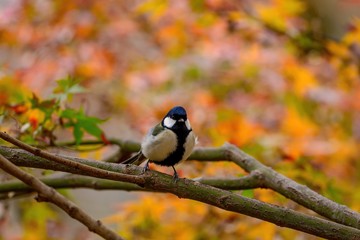 きれいに色づいたモミジをバックにくつろぐシジュウカラ