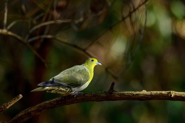 木漏れ日浴びながらくつろぐアオバト