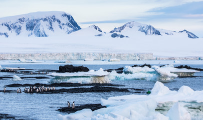 Brown Bluff area Antarctic Peninsula. Gentoo Penguins in the foreground