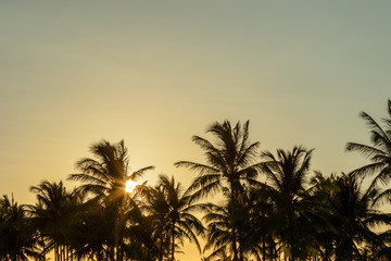 A sunburst through palm trees