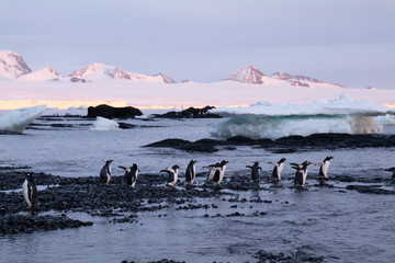 Fototapeta premium Brown Bluff area Antarctic Peninsula. Gentoo Penguins in the foreground