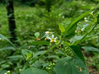 Solanum nigrum (black night shade, ranti, lenca, blackberry nightshade, European black night shade) with natural background