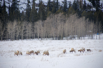 Big horn seep