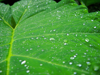 Rain drops on a large green leaf.