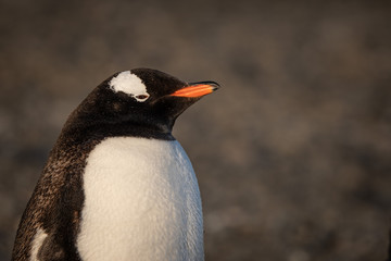 Gentoo Penguin closes up, Brown Bluff, Antarctic Peninsula.