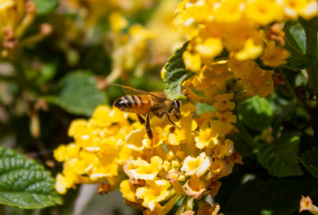 Bee 1