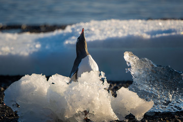Gentoo Penguin calling, Brown Bluff, Antarctic Peninsula.