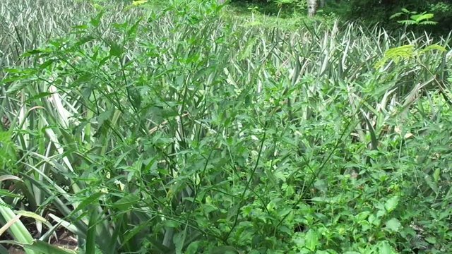 Solanum nigrum (black night shade, ranti, lenca, blackberry nightshade, European black night shade) with natural background
