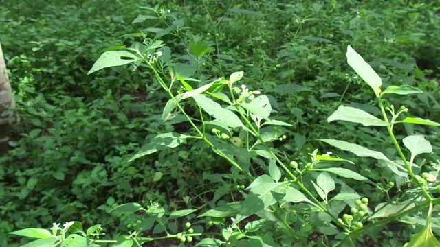 Solanum nigrum (black night shade, ranti, lenca, blackberry nightshade, European black night shade) with natural background