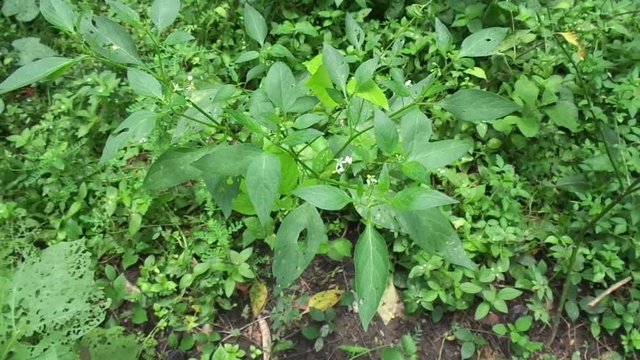 Solanum nigrum (black night shade, ranti, lenca, blackberry nightshade, European black night shade) with natural background