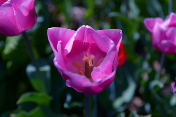 tulipe rose en gros plan pour le début du printemps