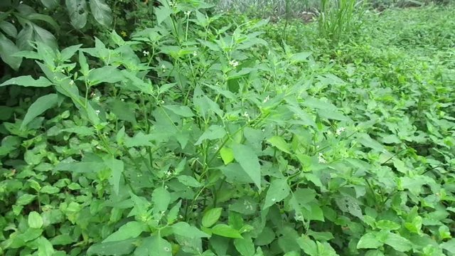 Solanum nigrum (black night shade, ranti, lenca, blackberry nightshade, European black night shade) with natural background