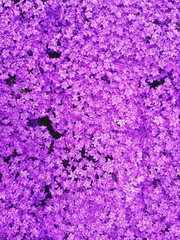 Full Frame-opname van paarse bloem die in de tuin bloeit