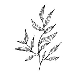 Hand drawn outline sketch of tree twig. Branch with leaves. Botanical hand drawn illustration in sketch style. isolated on a white background