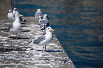 Seagulls resting on the breakwater at takamatsu fishing port , Takamatsu city, Kagawa, Shikoku, Japan