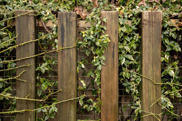 木の塀