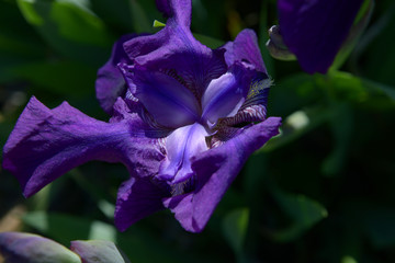 iris bleu en fleur au début du printemps